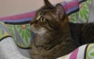 Ищу тебя, хозяин