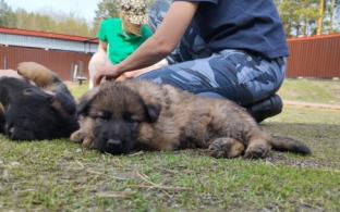 66 щенков передали специалисты племенного питомника ГУФСИН