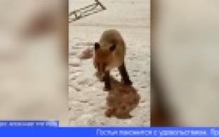 В Первоуральске заметили голодную лису