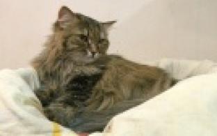 Ищу тебя, хозяин