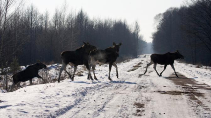306 диких животных погибли под колесами машин в Свердловской области в 2023 году