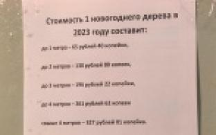 Первоуральцы могут срубить живую ель на новый год легально