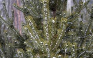 Лесничество и полиция усилят охрану лесов от незаконной вырубки