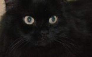 Ищу тебя, хозяин