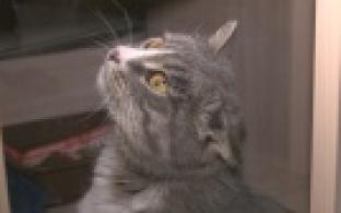 Ищу тебя, хозяин