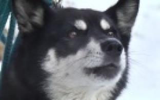 Ищу тебя, хозяин