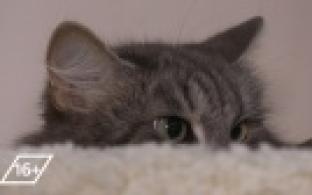 Ищу тебя, хозяин