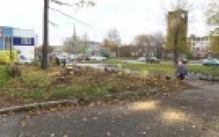 Неизвестные вырубили ели, растущие возле дворового клуба «Орлёнок»