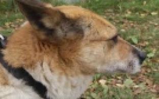 Ищу тебя, хозяин