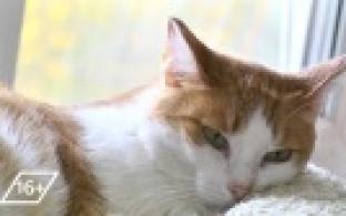 Ищу тебя, хозяин