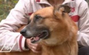 Ищу тебя, хозяин