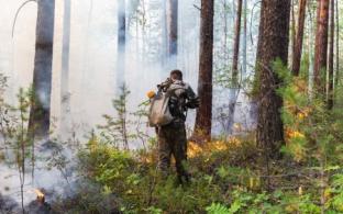 Губернатор Свердловской области ввёл в лесах режим ЧС