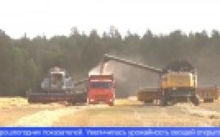 Своевременная уборка урожая сейчас – одна из важнейших задач для сельхозпредприятий