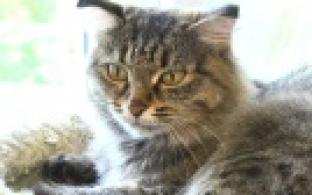 Ищу тебя, хозяин