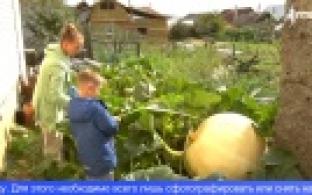 На нашем канале стартовал конкурс «Во саду ли в огороде»