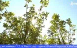 Первоуральск – один из лидеров Свердловской области по созданию зелёного пояса