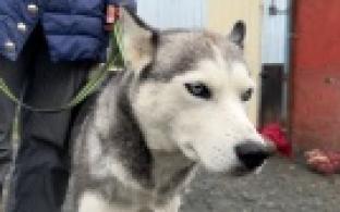 Ищу тебя, хозяин