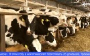 Уральских фермеров научат работать в новых системах учёта