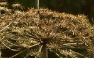 Первоуральские коммунальщики начали борьбу с борщевиком