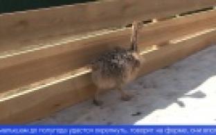 На одной из уральских ферм выращивают страусов