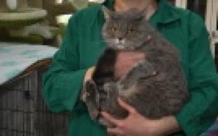 Ищу тебя, хозяин