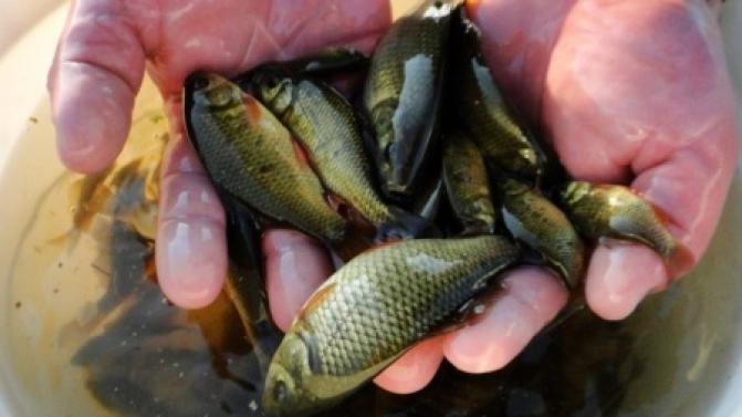 Почти 24 тысячи мальков сазана выпустят в водоёмы Свердловской области