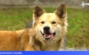 Госдума приняла закон о безнадзорных животных