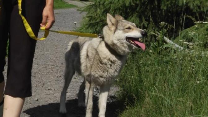 Самовыгул собак и кошек официально запретили в России