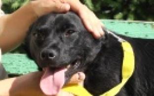 Ищу тебя, хозяин