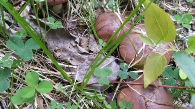 В Свердловской области зарегистрирован первый в этом сезоне случай отравления грибами.