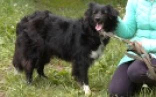 Ищу тебя, хозяин