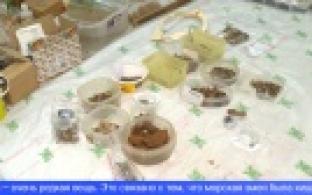 Уральские палеонтологи обнаружили останки древнего существа