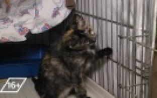 Ищу тебя, хозяин