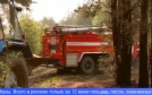 За сутки площадь лесных пожаров в Свердловской области сократилась в семь раз