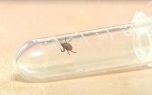 Более 15,5 тысячи свердловчан покусаны клещами