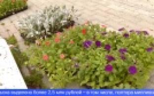 В городские клумбы начали высаживать цветы