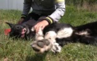 Ищу тебя, хозяин