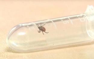 92 первоуральца пострадали от укусов клещей за неделю