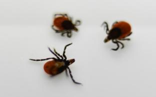 79 первоуральцев укусили клещи за неделю