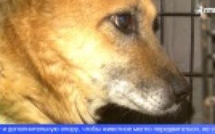 Домашние коты и собаки чаще других животных становятся жертвами дорожных аварий