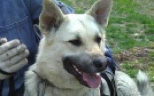 Ищу тебя, хозяин