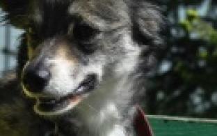 Ищу тебя, хозяин