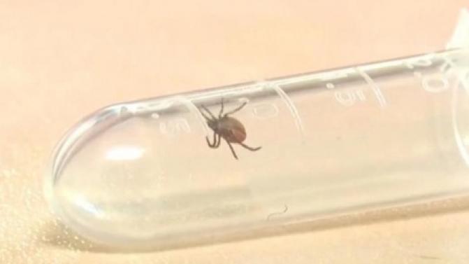 62 первоуральца пострадали от укусов клещей