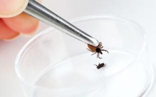 Первый в 2023 году случай заболевания клещевым энцефалитом