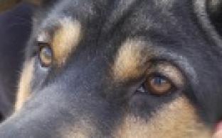 Ищу тебя, хозяин