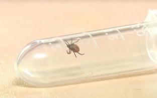 Клещи проснулись