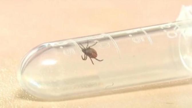 Клещи проснулись