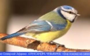 Первоуральские орнитологи-любители создали проект «Онлайн-кормушка»