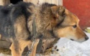 Ищу тебя, хозяин