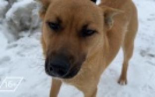 Ищу тебя, хозяин